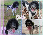 Small Poodle (Standard)