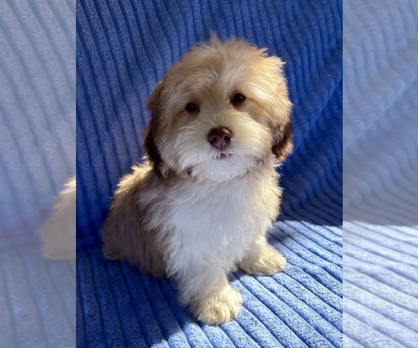 Medium Photo #5 Poovanese Puppy For Sale in FAIR HAVEN, MI, USA
