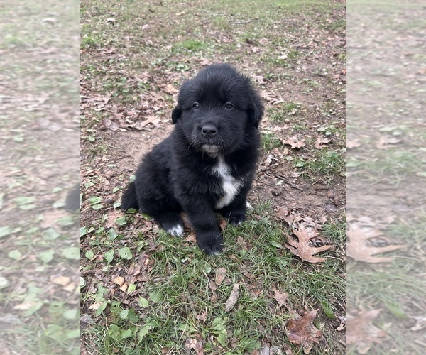 Medium Photo #4 Newfoundland-Samoyed Mix Puppy For Sale in ODENTON, MD, USA