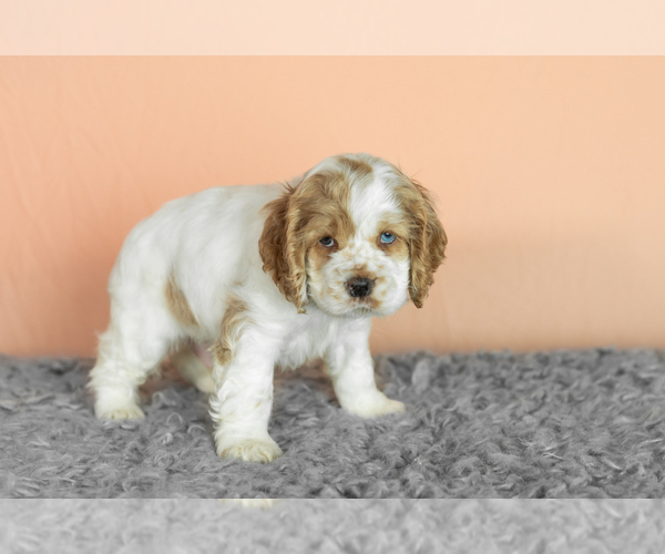 Medium Photo #3 Cocker Spaniel Puppy For Sale in NAPPANEE, IN, USA
