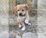 Small #6 Great Pyrenees-Rottweiler Mix