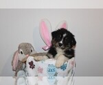 Puppy Jax Australian Shepherd