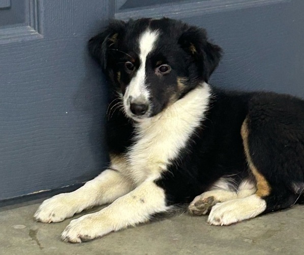 Medium Photo #1 Shetland Sheepdog Puppy For Sale in WAUSEON, OH, USA