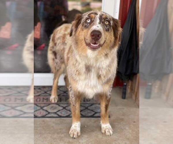 Medium Photo #1 Australian Shepherd Puppy For Sale in LEWISBURG, KY, USA
