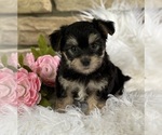 Small #3 Morkie