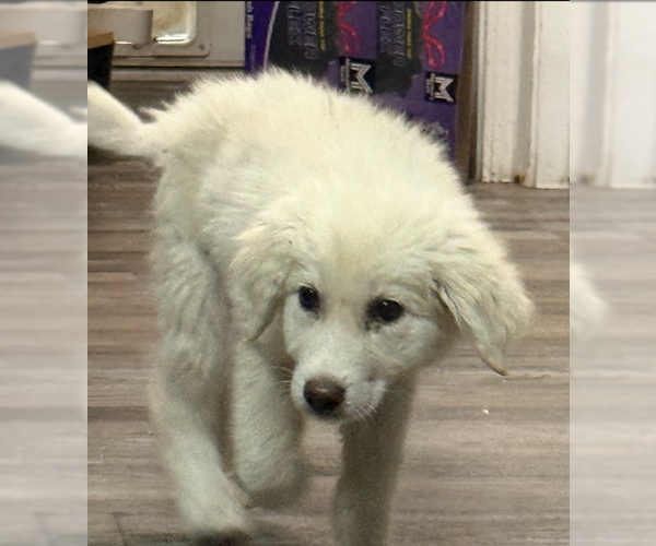 Medium Photo #2 Great Pyrenees Puppy For Sale in MIDWAY, UT, USA