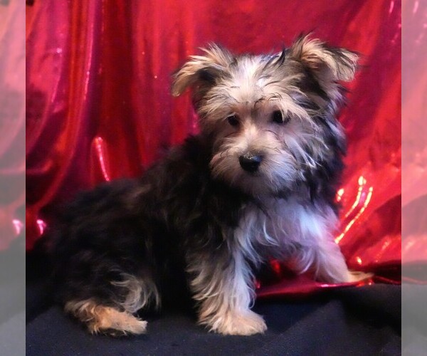 Medium Photo #4 Morkie Puppy For Sale in ROCK VALLEY, IA, USA