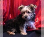 Small Photo #4 Morkie Puppy For Sale in ROCK VALLEY, IA, USA