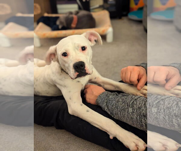 Medium Photo #7 Boxer-Unknown Mix Puppy For Sale in Germantown, OH, USA
