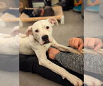 Small #6 Boxer Mix