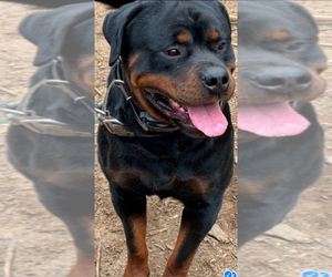 Father of the Rottweiler puppies born on 06/21/2025
