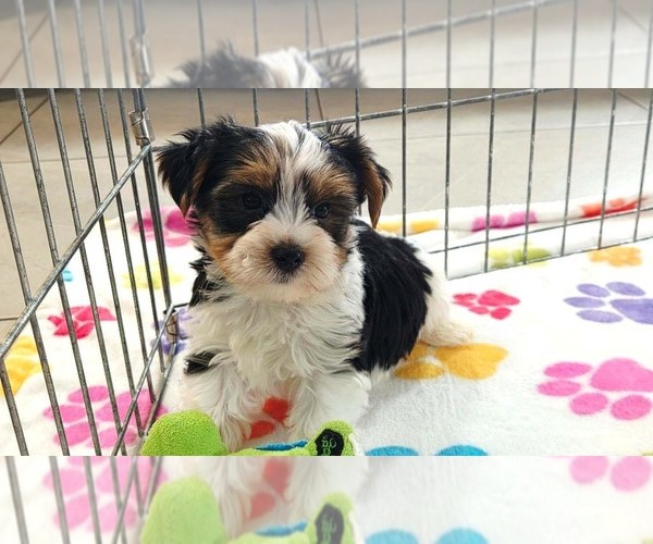 Medium Photo #6 Yorkshire Terrier Puppy For Sale in ORO VALLEY, AZ, USA