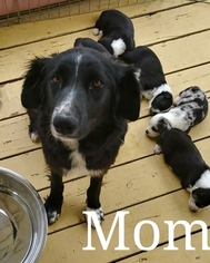 Mother of the Australian Shepherd puppies born on 06/08/2017