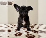 Small #1 French Bulldog