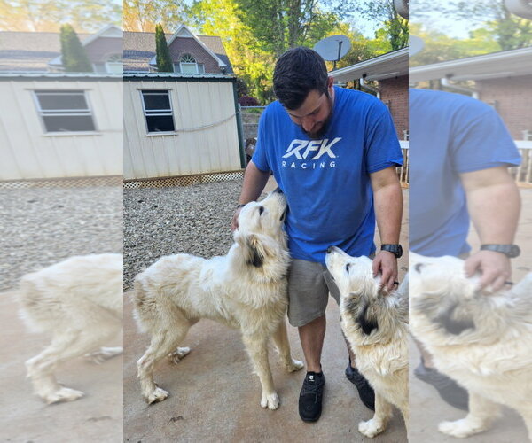 Medium Photo #3 Anatolian Pyrenees Puppy For Sale in Thomasville, NC, USA