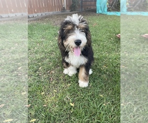 Bernedoodle Puppy for Sale in LONG BEACH, California USA