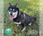 SARANG - Female Shiba Inu-Unknown Mix Dog for Adoption - Small photo