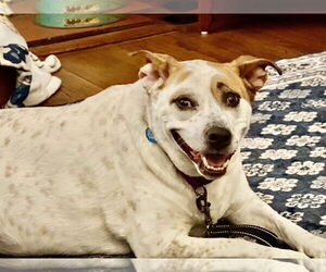 Mutt Dogs for adoption in Boonton, NJ, USA