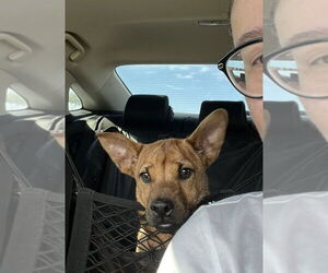 Mutt Dogs for adoption in Oak Bluffs, MA, USA
