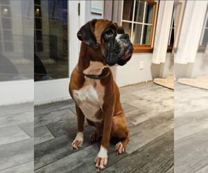 Boxer Dogs for adoption in Dumont, NJ, USA
