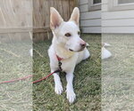 Yukon - Male - Mix Dog for Adoption - Small photo
