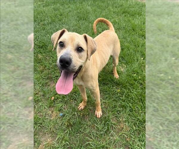Medium Photo #3 Mutt Puppy For Sale in Conroe, TX, USA