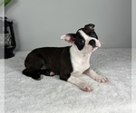 Small #4 Boston Terrier