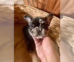 Small #3 French Bulldog