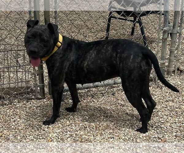 Medium Photo #8 American Pit Bull Terrier-Unknown Mix Puppy For Sale in Oakhurst, NJ, USA