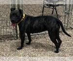 Small #7 American Pit Bull Terrier Mix