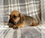 Small Photo #12 Puggle Puppy For Sale in LAKELAND, FL, USA