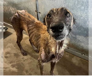 Shayla Wayla (TX) - Female Mutt Dog for Adoption - Photo #2