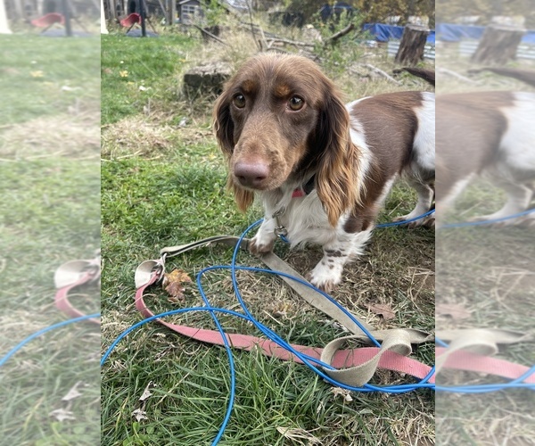 Medium Photo #1 Dachshund Puppy For Sale in BEACH CITY, OH, USA