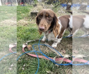 Father of the Dachshund puppies born on 01/04/2026