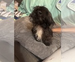 Puppy Puppy 4 Lhasa Apso
