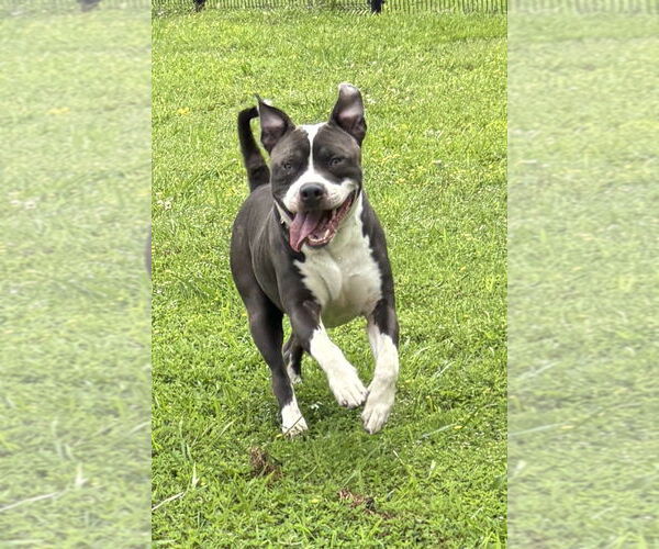 Medium Photo #8 Mutt Puppy For Sale in Virginia Beach, VA, USA