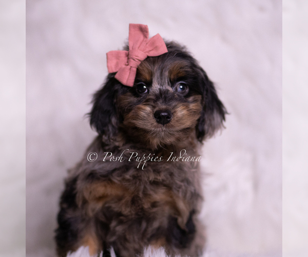 Medium Photo #1 Goldendoodle (Miniature) Puppy For Sale in WARSAW, IN, USA