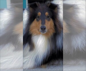 Collie Puppy for sale in SARASOTA, FL, USA
