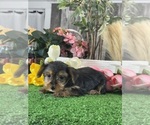 Small #2 Yorkshire Terrier