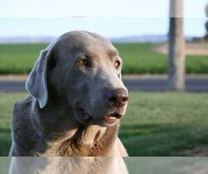 Mother of the Labrador Retriever puppies born on 05/26/2023