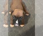 Small #7 Boxer