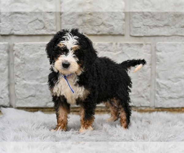 Medium Photo #3 Bernedoodle Puppy For Sale in MILLERSBURG, OH, USA