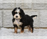 Small #2 Bernedoodle