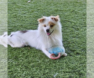 Cavalier King Charles Spaniel-pomeranian spitz Mix Dogs for adoption in Agoura Hills, CA, USA