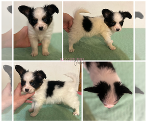 Papillon Puppy for sale in ELK RIVER, MN, USA