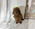 Small #3 Goldendoodle (Miniature)