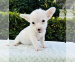Small #1 Jack Russell Terrier Mix