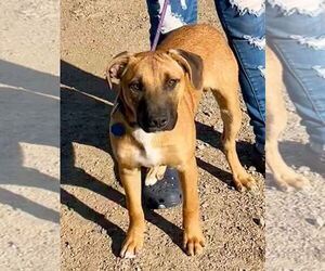 Mutt Dogs for adoption in Minneapolis, MN, USA