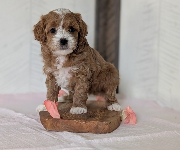 Medium Photo #7 Cavapoo (Miniature) Puppy For Sale in GOSHEN, IN, USA