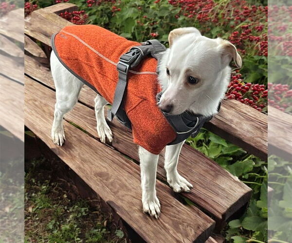 Medium Photo #14 Mutt Puppy For Sale in Bellingham, WA, USA